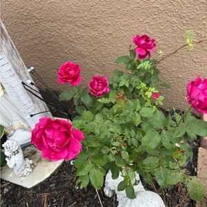 Meet your Posher, Jacky